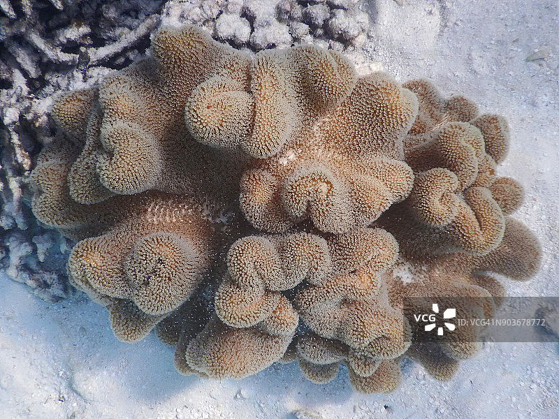 肉质软珊瑚图片素材