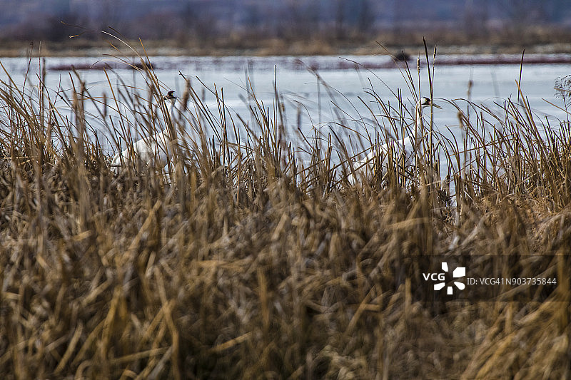 一对印第安纳州的濒危美洲鹤图片素材