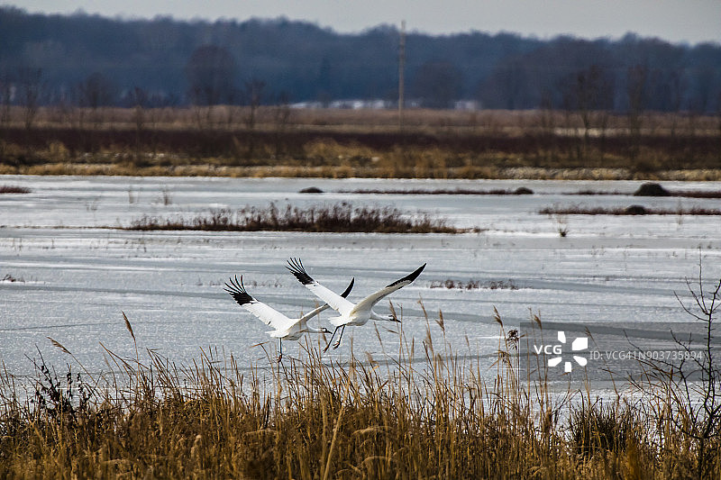 一对濒危美洲鹤飞过印第安纳州的冰冻池塘图片素材