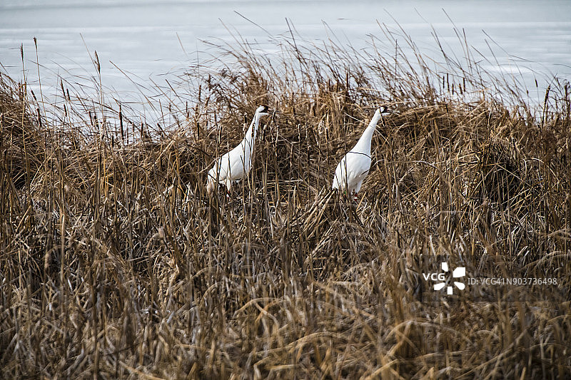 印第安纳州发声鸣叫的一对濒危美洲鹤图片素材