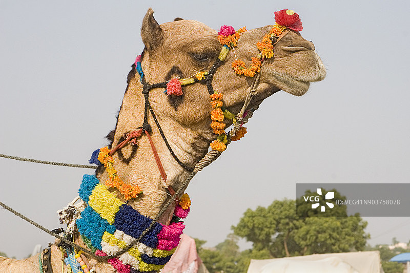 近距离拍摄斋浦尔骆驼节上装饰一新的骆驼图片素材