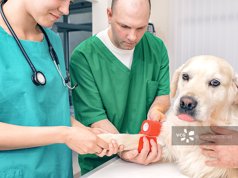 兽医正在给狗包扎绷带图片素材