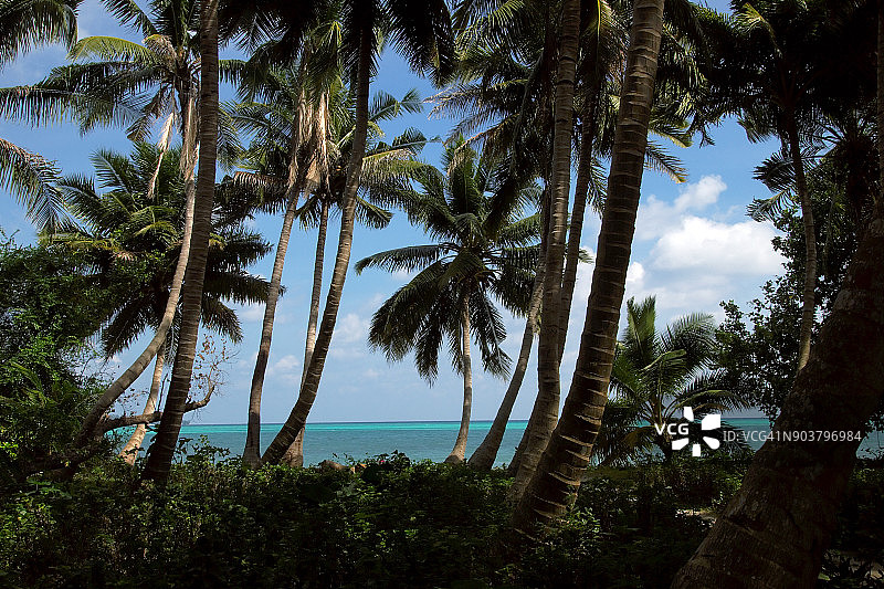 天堂般的棕榈树海滩，位于安达曼群岛的哈夫洛克岛图片素材