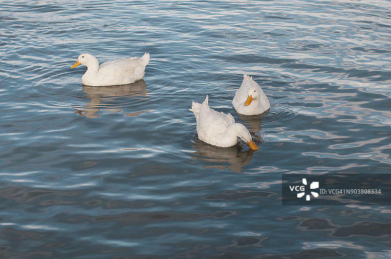 莱昂大都会公园里的三只白鸭图片素材