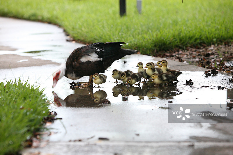 带着幼崽的麝香鸭图片素材