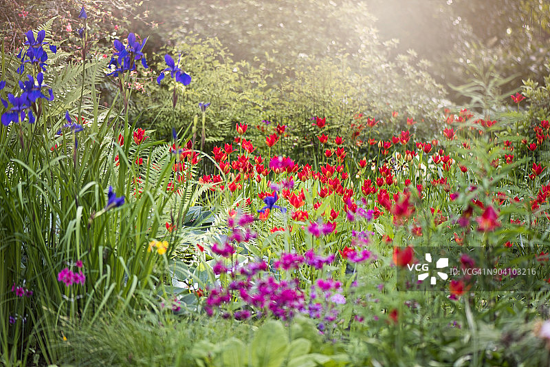 阳光明媚的草本花坛与鲜艳的红色郁金香图片素材
