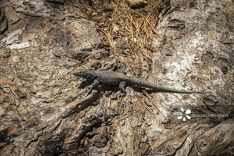 卡夫雷拉岛的蜥蜴图片素材