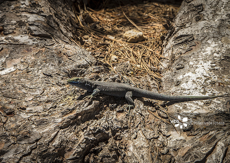 卡夫雷拉岛的蜥蜴图片素材