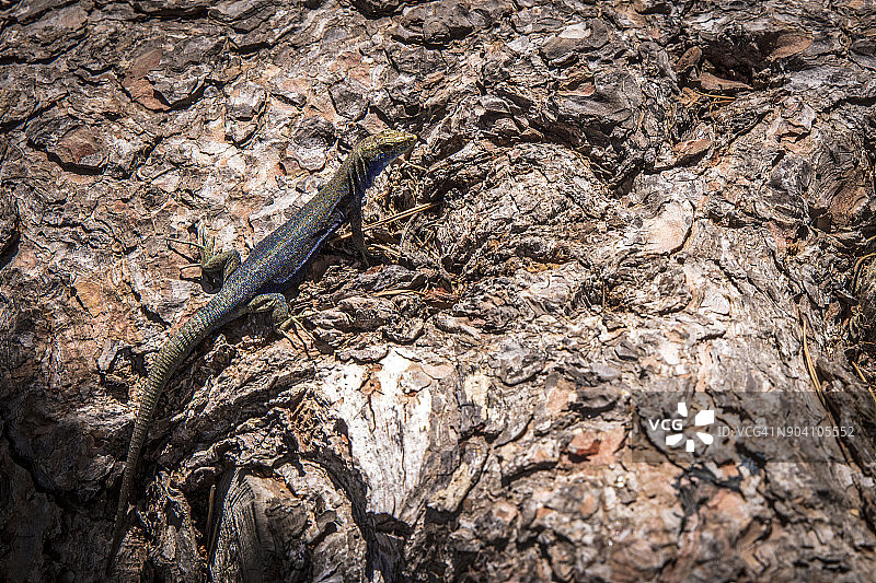 卡夫雷拉岛的蜥蜴图片素材