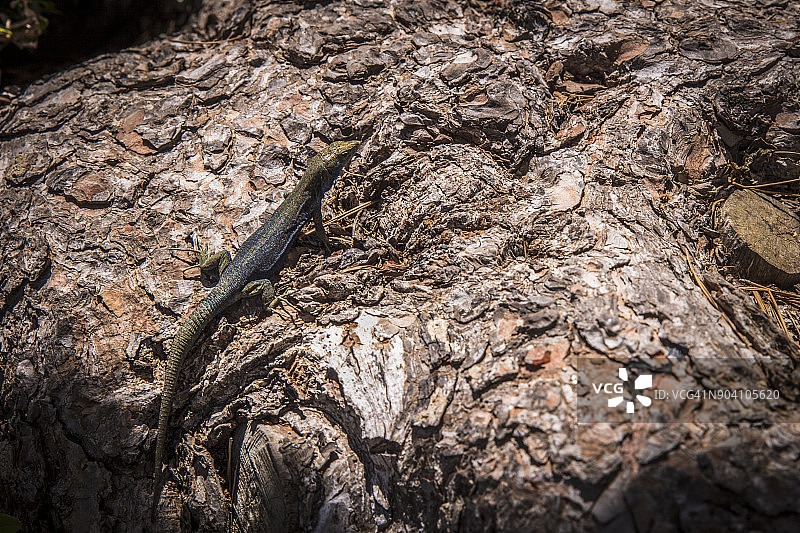 卡夫雷拉岛的蜥蜴图片素材