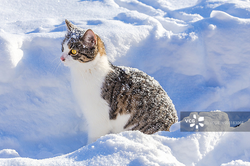 从雪地里向外看的趣味虎斑猫图片素材