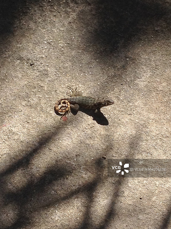 古巴的加勒比海风情图片素材