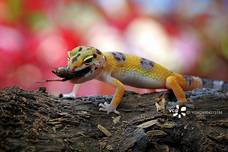 豹纹守宫吃蟋蟀图片素材