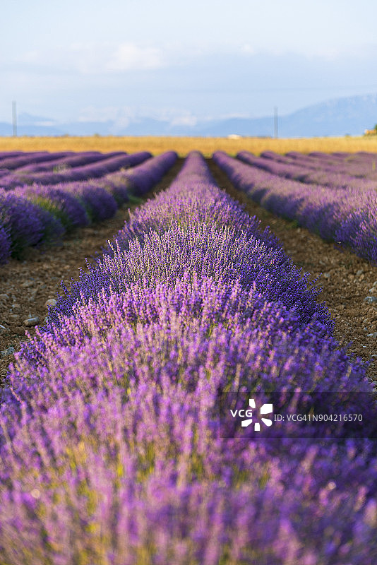 法国瓦朗索勒的薰衣草田图片素材