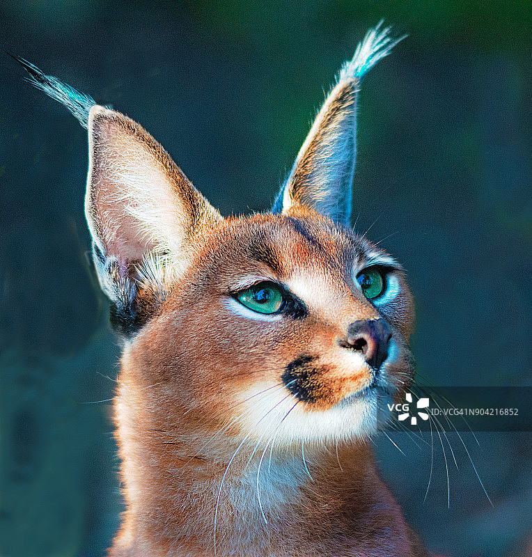 南非狞猫肖像图片素材