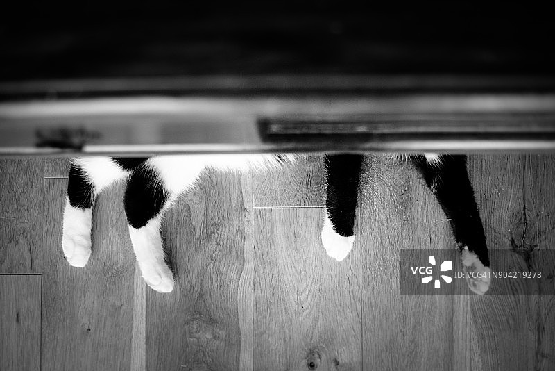 从桌子底下伸出的黑白猫爪图片素材