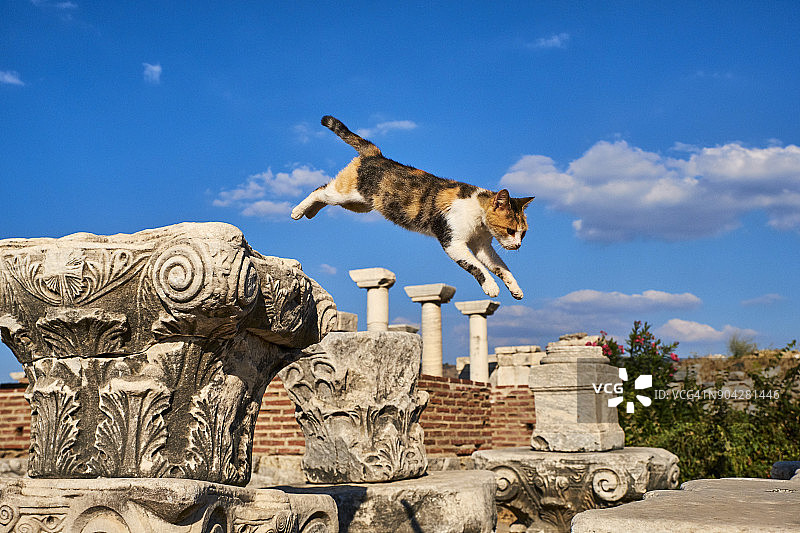 土耳其以弗所的猫图片素材