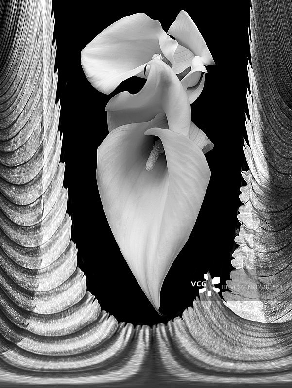 马蹄莲花卉构图图片素材