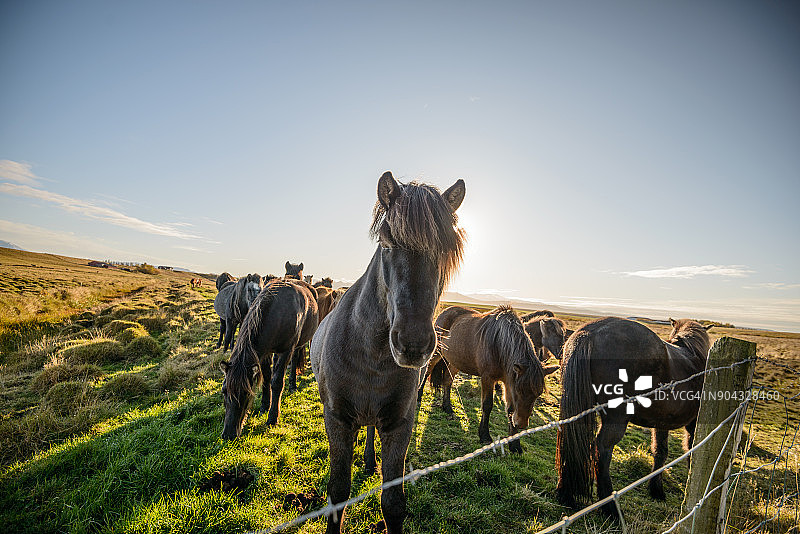 冰岛的马群图片素材
