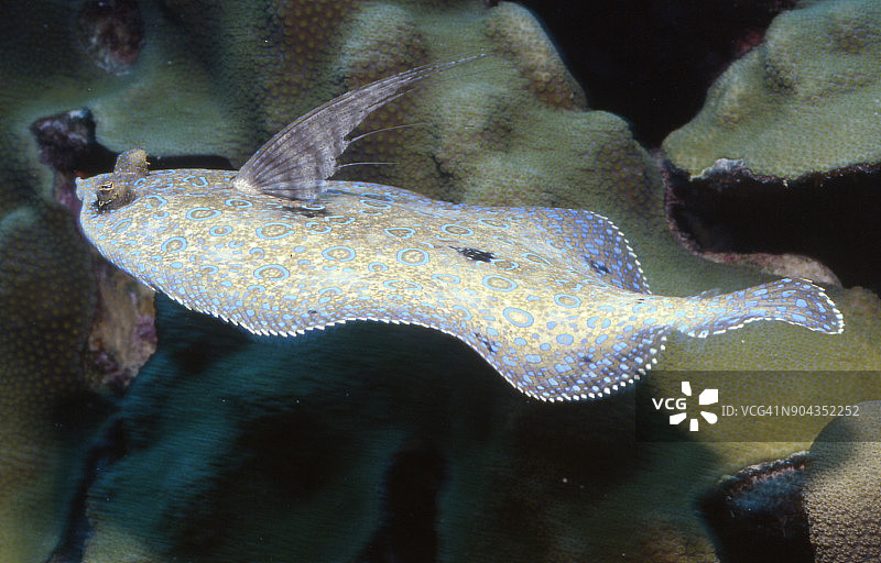 正在游动的鲬鱼图片素材