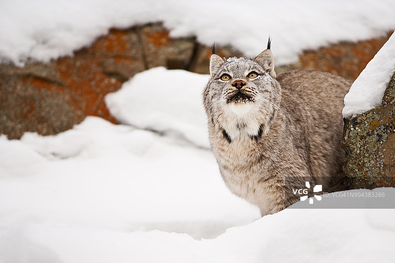 加拿大猞猁仰望天空图片素材