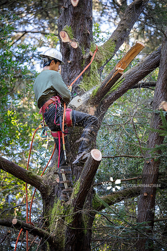 男人砍伐树木图片素材