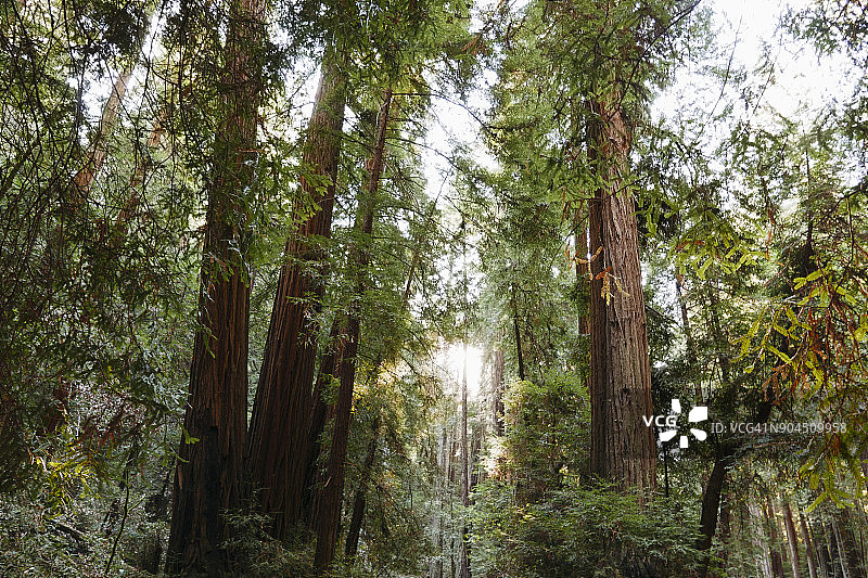 加利福尼亚缪尔 woods 国家公园的森林高大树木图片素材