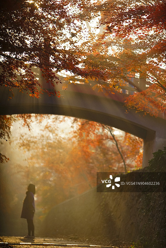清晨阳光下，在红枫叶间行走的人们图片素材