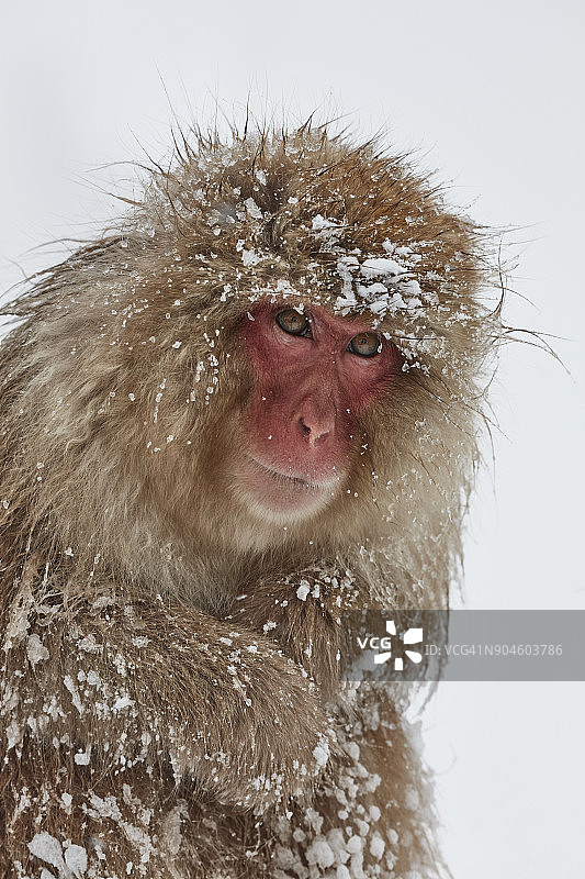 雪中日本猕猴图片素材