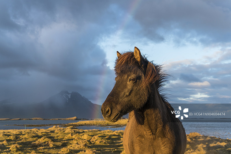 冰岛马和彩虹，霍芬，冰岛图片素材
