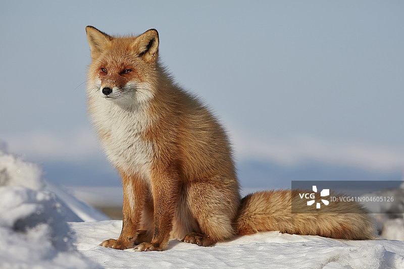 冬季的虾夷赤狐图片素材