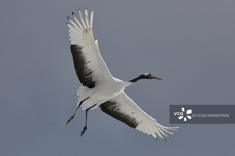 丹顶鹤冬季飞行图片素材