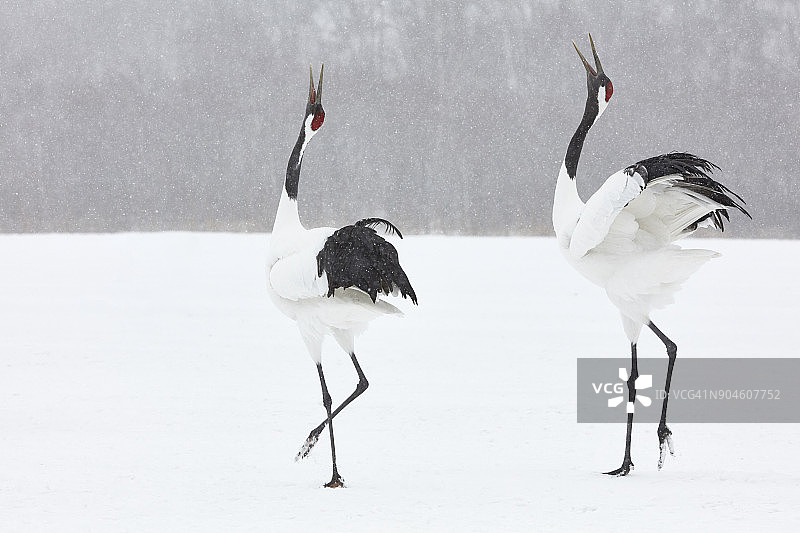 冬季雪地里的丹顶鹤图片素材