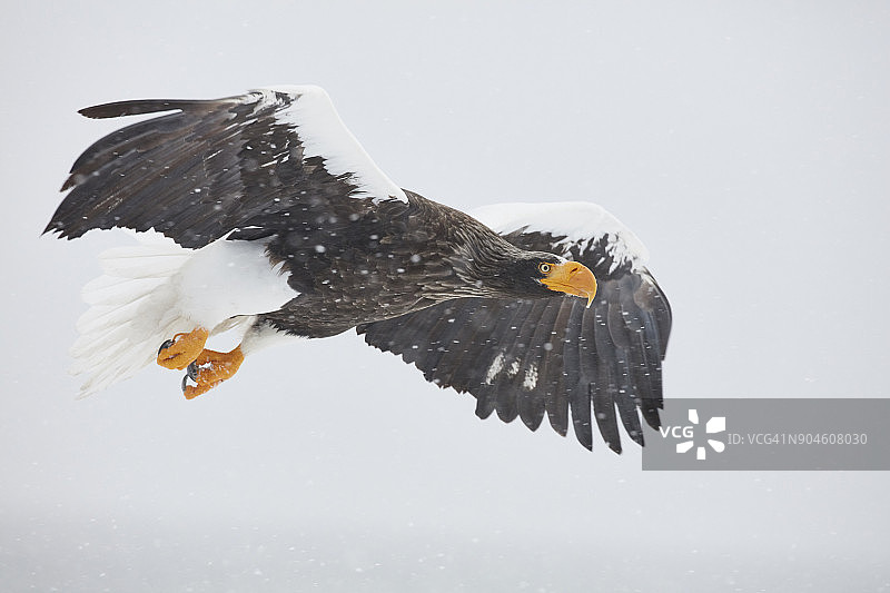 虎头海雕（Haliaeetus pelagicus）冬季飞行中图片素材