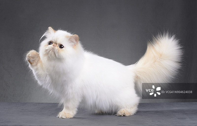 白色波斯猫图片素材