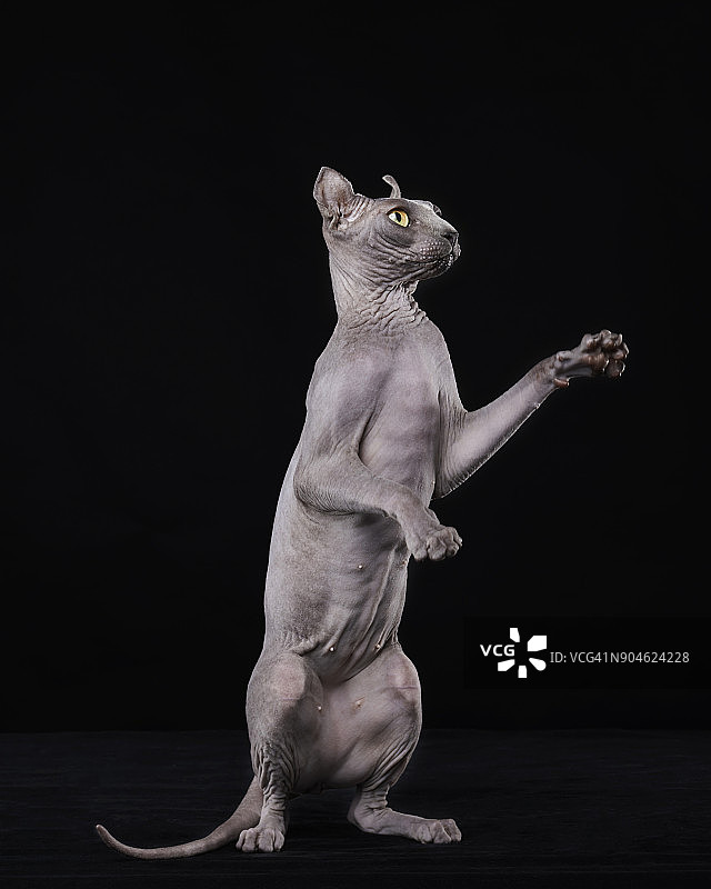 顽皮的斯芬克斯小猫图片素材