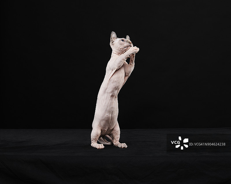 顽皮的斯芬克斯小猫图片素材
