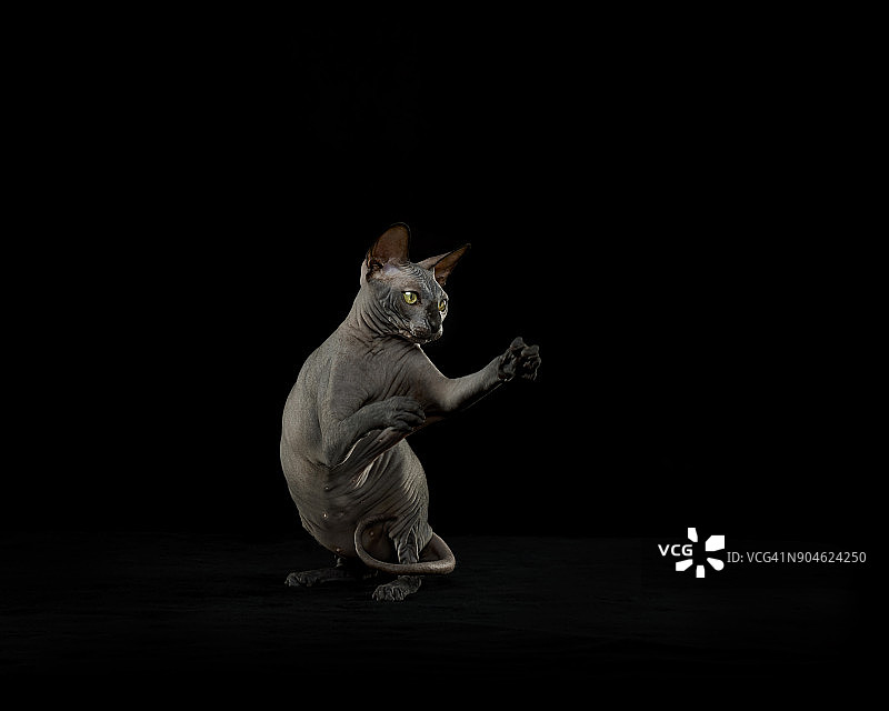 顽皮的斯芬克斯小猫图片素材