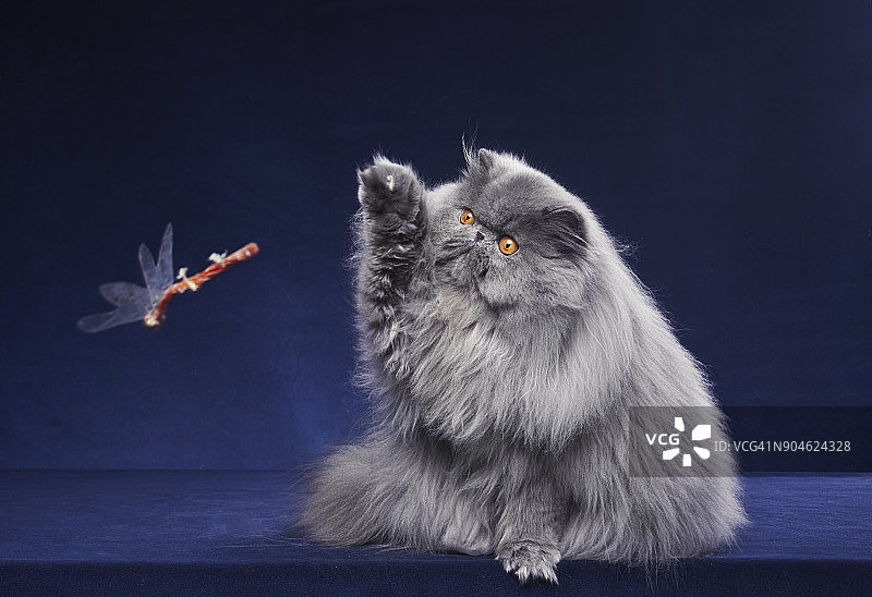 灰色波斯小猫图片素材