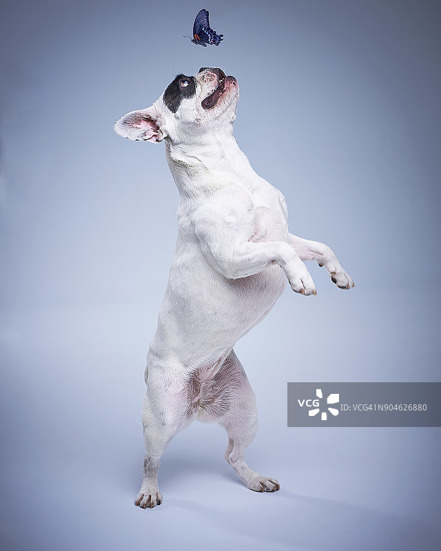 小狗跳跃图片素材