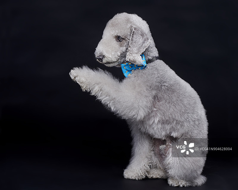 小狗伸出爪子图片素材