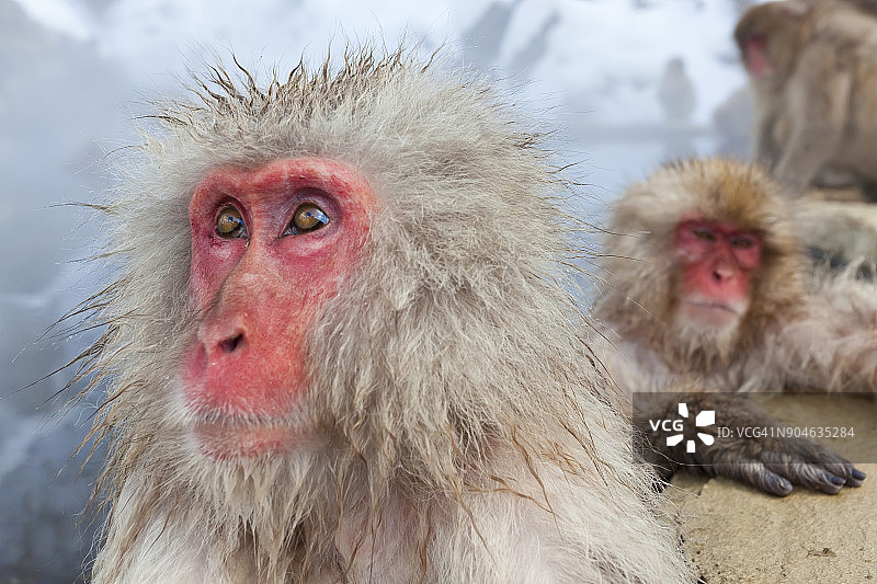 冬季雪地里的日本猕猴，位于日本本州上信越高原国立公园图片素材