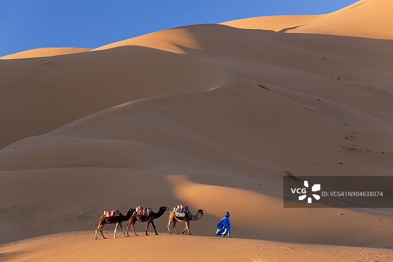 图阿雷格男人带领骆驼队穿越撒哈拉沙漠图片素材