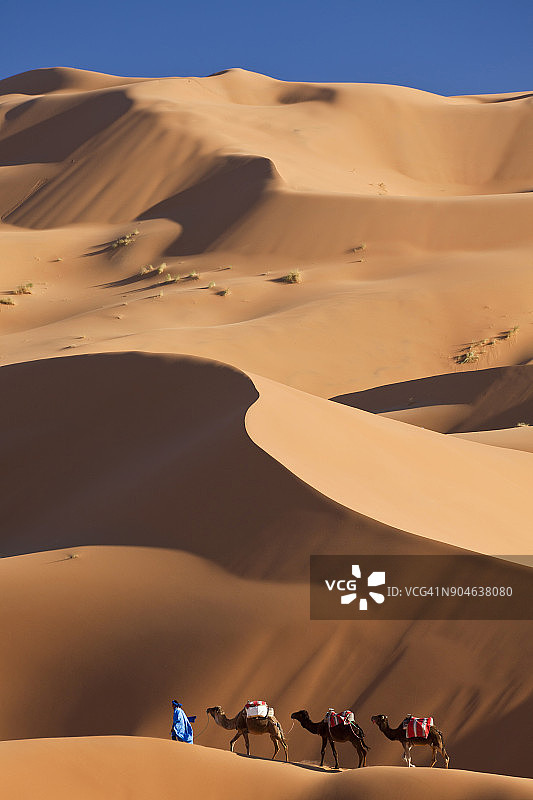 图阿雷格男人带领骆驼队穿越撒哈拉沙漠图片素材