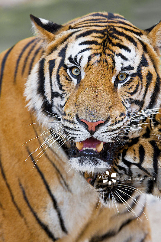 两只老虎的特写，一只警觉地看着镜头图片素材