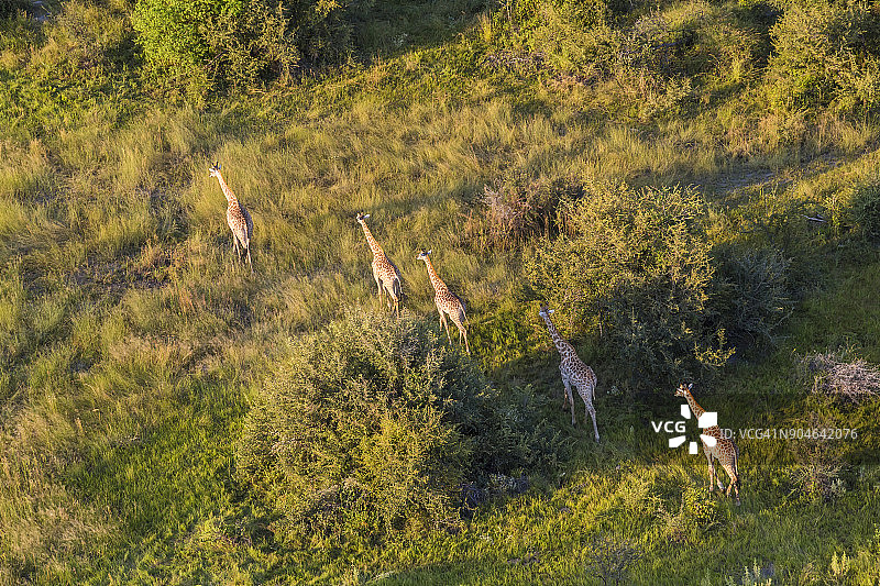 五只长颈鹿穿过茂盛三角洲的航拍图片素材