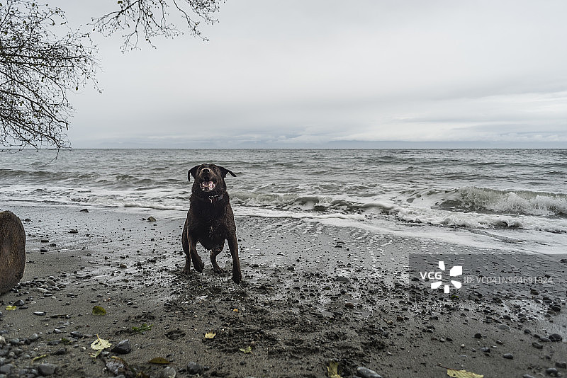 海滩上的狗图片素材