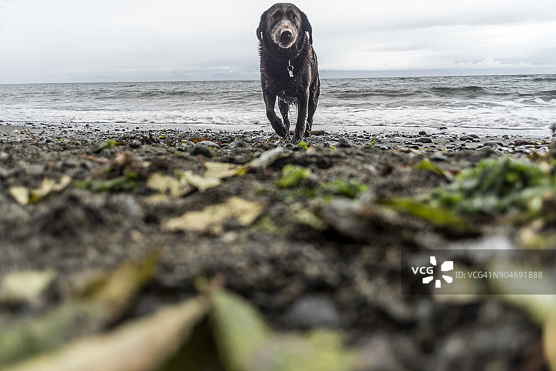 海滩上的狗图片素材