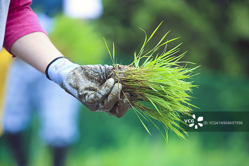 手持稻苗图片素材