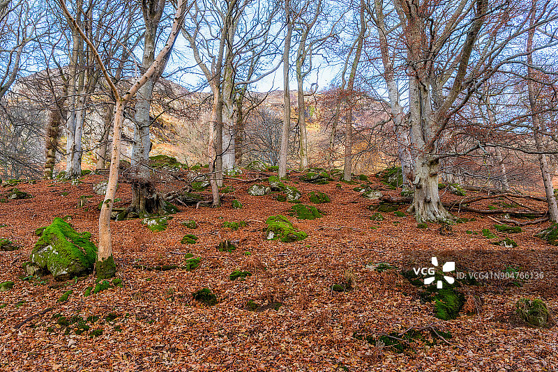 皇后区森林景观 #4图片素材